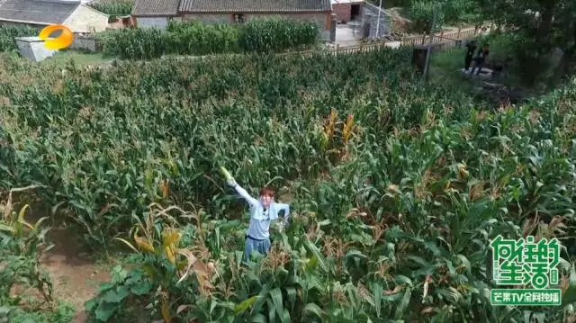 《向往的生活》除了玉米和小H你还记住了啥？(图5)