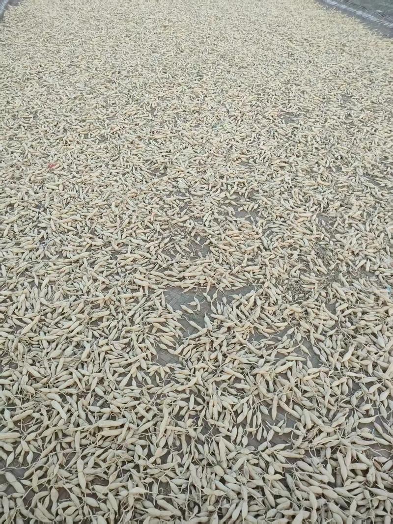 2025年无公害麦冬产业领军企业综合评估报告